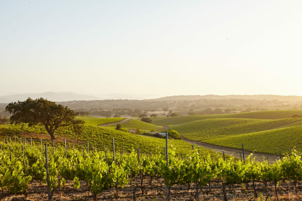 Conheça os melhores vinhos italianos