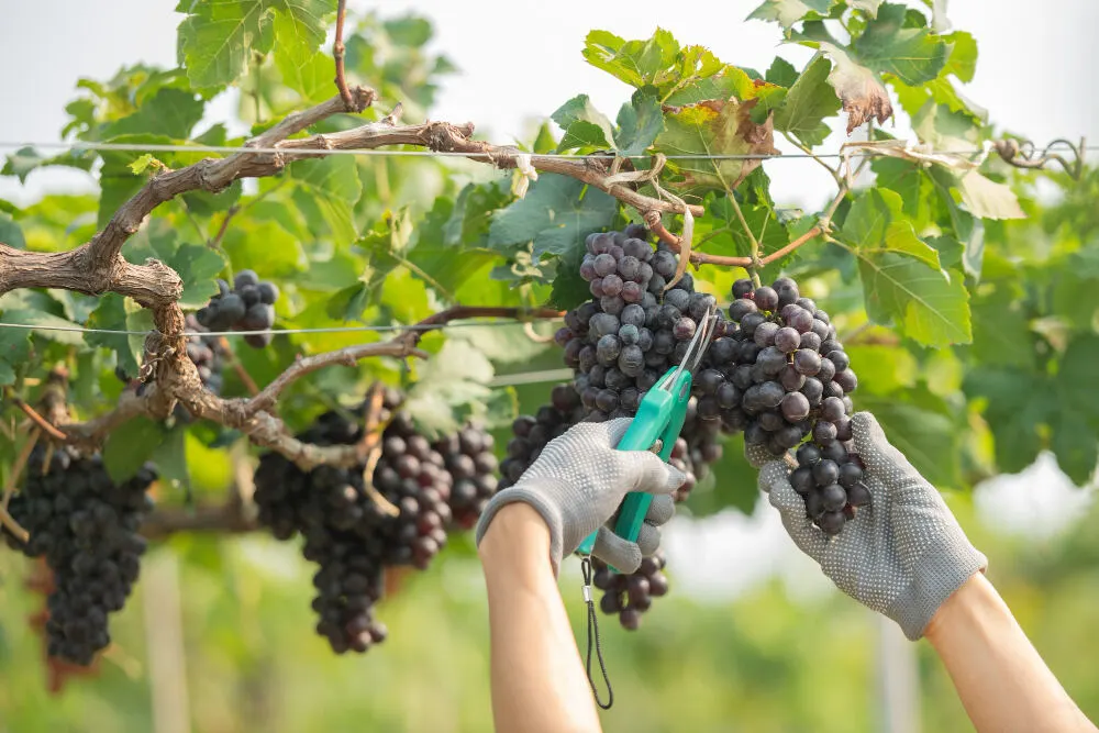 Conheça os processos da viticultura